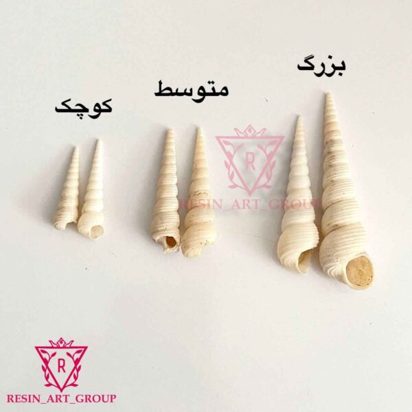 صدف سوزنی تک شاخ سفید